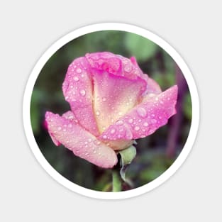 Pink Rose in Spring Rain Magnet